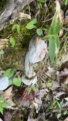 Entoloma abortivum