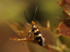 Micropterix ibericella