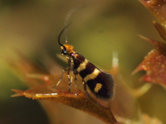 Micropterix ibericella