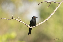 Dicrurus divaricatus