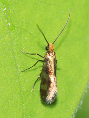 Micropterix tunbergella