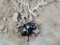 Trypocopris pyrenaeus