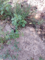 Amaranthus viridis