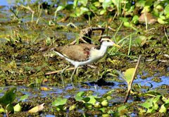 Jacana spinosa
