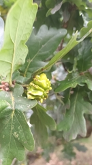 Andricus quercuscalicis