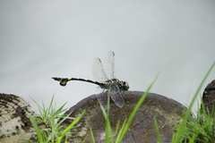 Sinictinogomphus clavatus