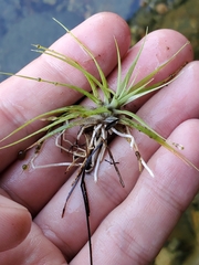 Eriocaulon aquaticum