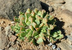 Stomatium resedolens