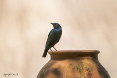 Lamprotornis chalybaeus