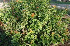 Lantana urticoides