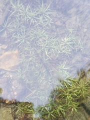 Eriocaulon aquaticum
