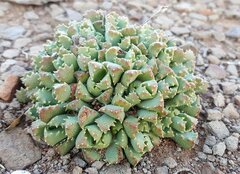 Stomatium resedolens