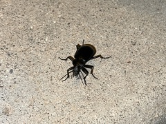 Calosoma peregrinator