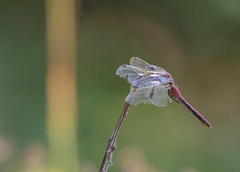 Sympetrum semicinctum