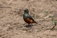 Lamprotornis pulcher