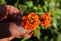Lantana urticoides