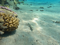 Parapercis hexophtalma