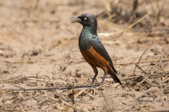 Lamprotornis pulcher