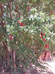 Pithecellobium diversifolium