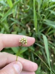 Persicaria sagittata