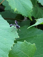 Physocephala tibialis