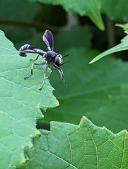 Physocephala tibialis