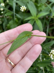 Persicaria sagittata
