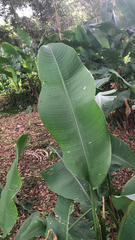 Heliconia latispatha
