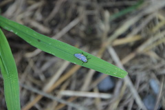Coccinella septempunctata