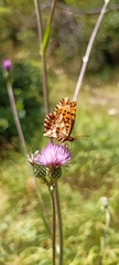 Boloria dia