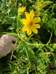 Bidens polylepis