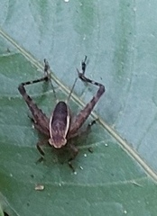 Lebinthus lanyuensis