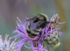 Bombus occidentalis