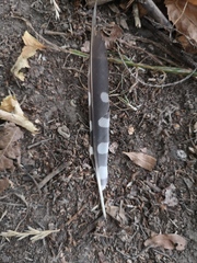 Dendrocopos major