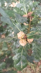 Andricus foecundatrix