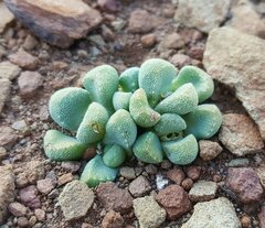 Stomatium suaveolens