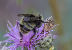 Bombus occidentalis