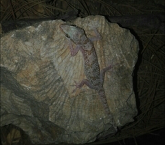 Hemidactylus persicus