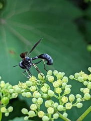 Physocephala tibialis