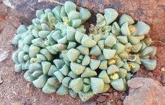 Stomatium suaveolens