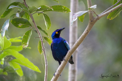 Lamprotornis purpureus
