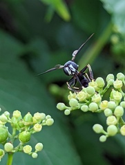 Physocephala tibialis