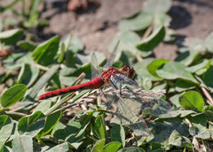 Sympetrum pallipes