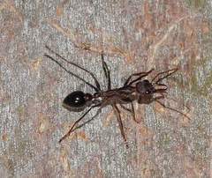 Myrmecia