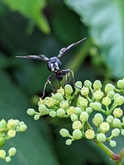 Physocephala tibialis