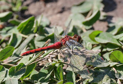 Sympetrum pallipes