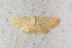 Scopula minorata