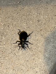 Calosoma peregrinator