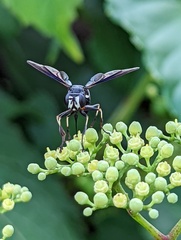 Physocephala tibialis
