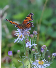 Polygonia faunus